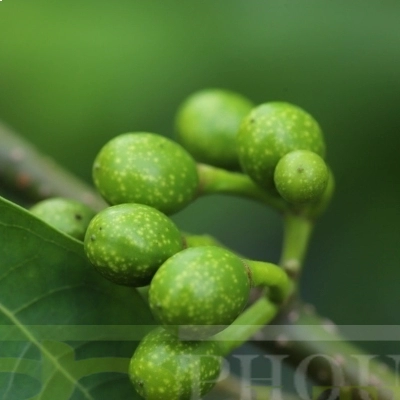 Litsea Cubeba Oil