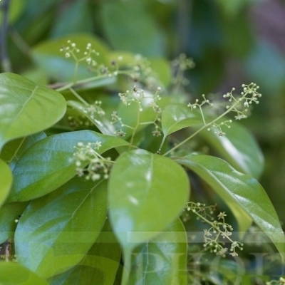 White Camphor oil