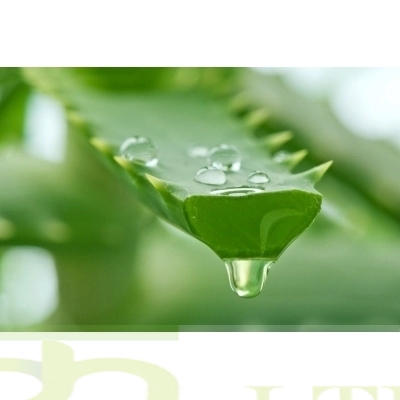 ALOE VERA Gel-100% Pure Organic